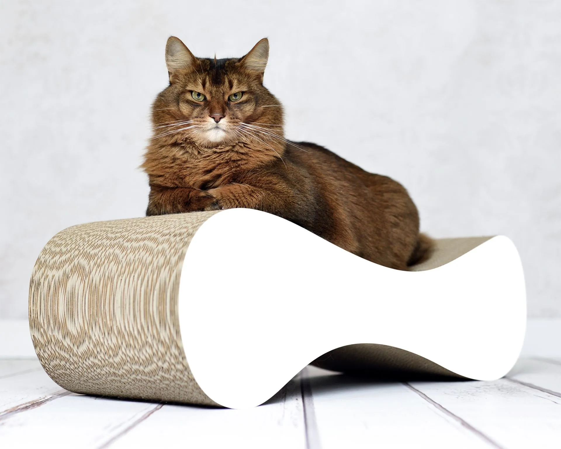 Somali Kater liegt auf dem ergonomischen Design Kratzmöbel LE VER aus nachhaltiger Premium-Wellpappe