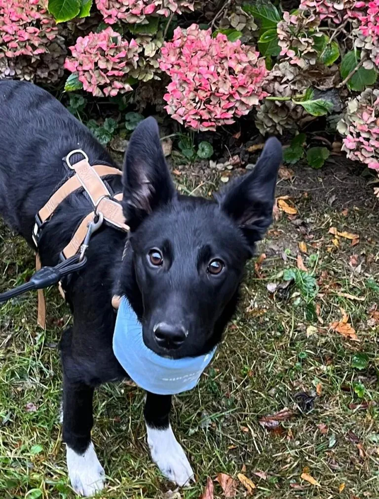 Süße Adele aus Pflegestelle