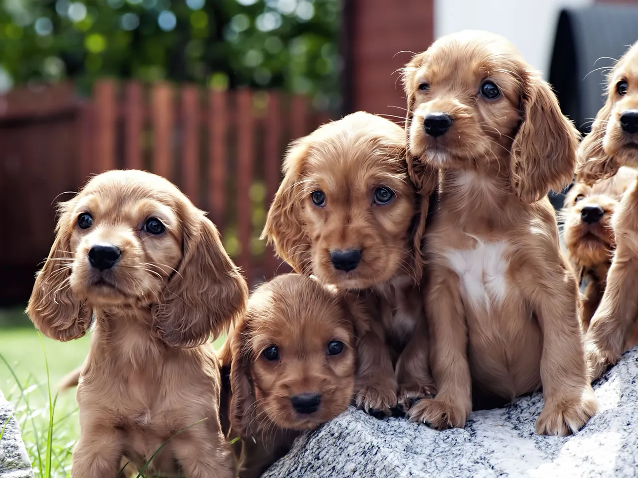 Süße Cocker Spaniel Hundewelpen