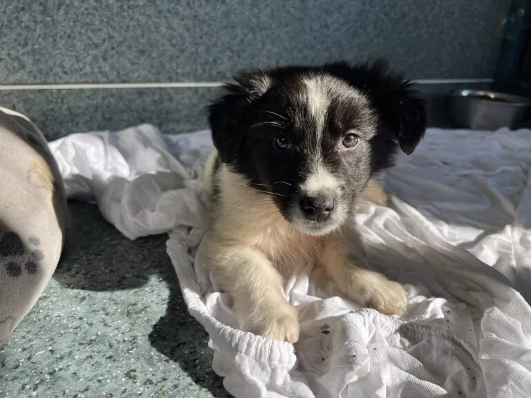 Süßer Oreo aus Shelter