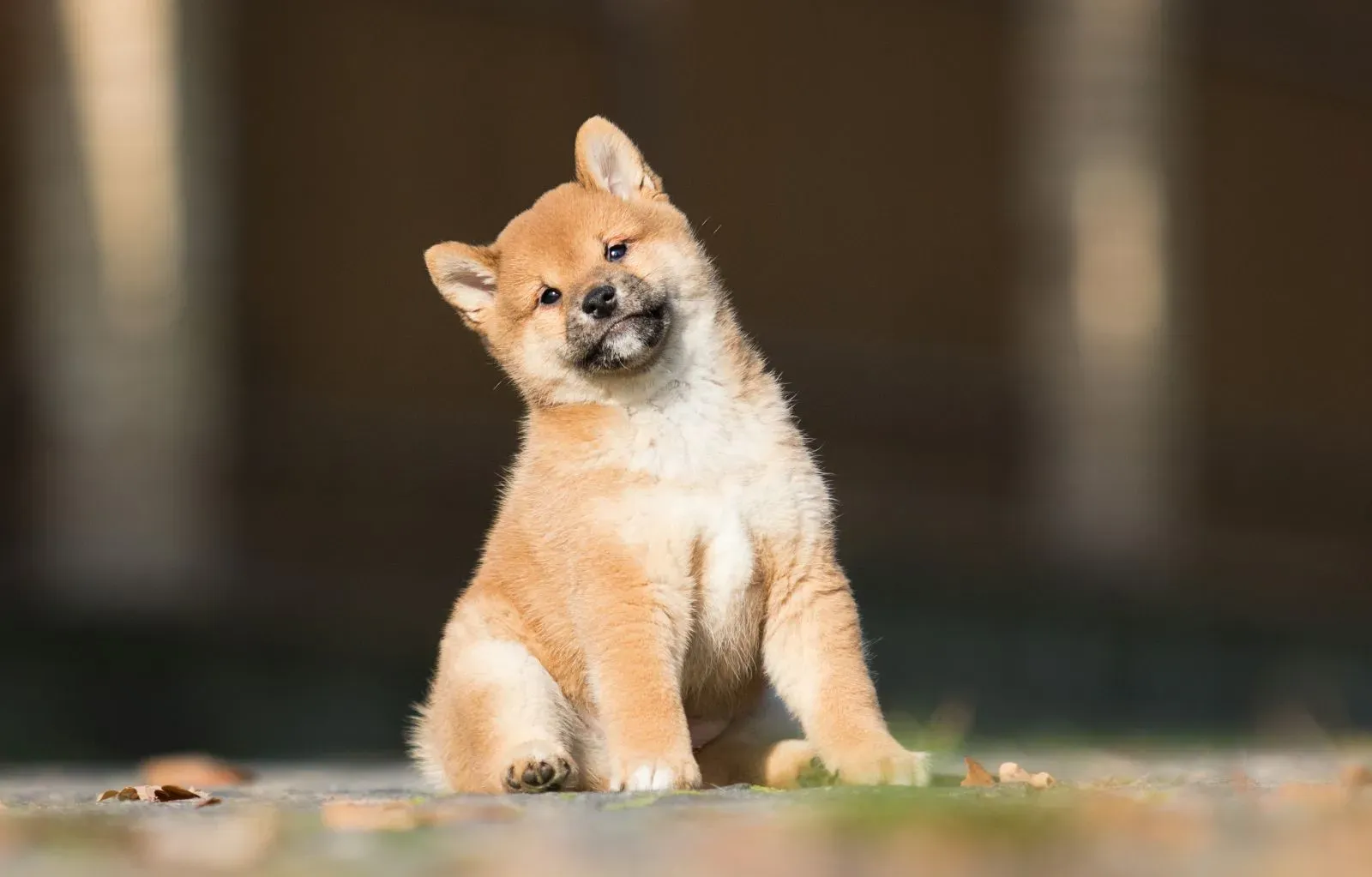 Süßer Shiba Inu Welpe, der neugierig in die Welt blickt
