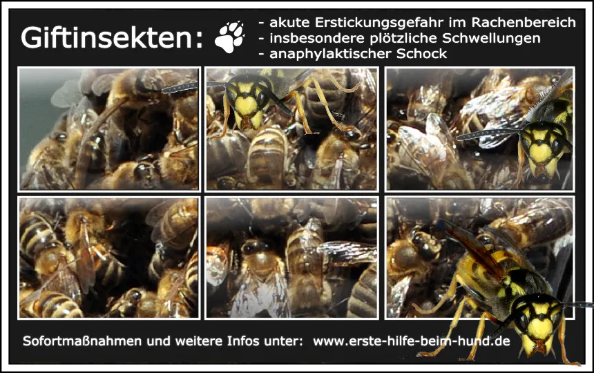 Tableau mit Symptomen eines Insektenstichs beim Hund