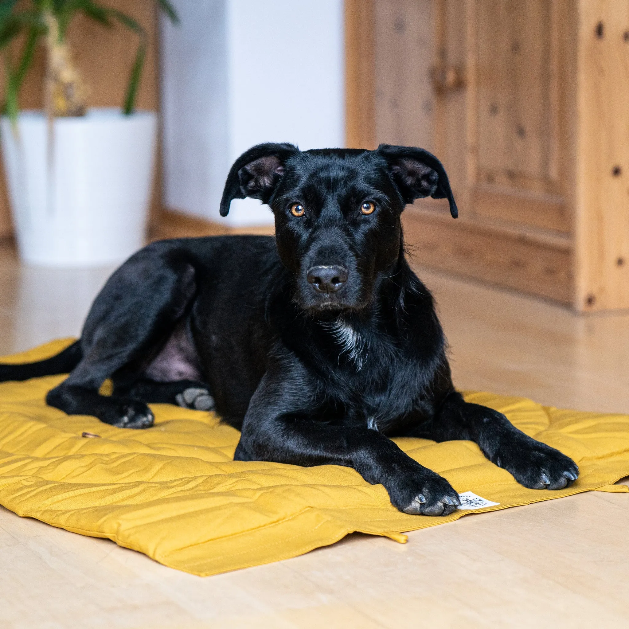 Tägliches Üben mit Fynn.