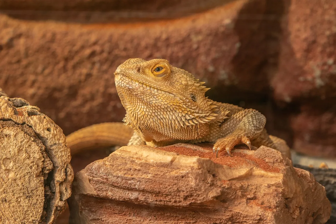 Terrarium-Empfehlungen für Einsteiger