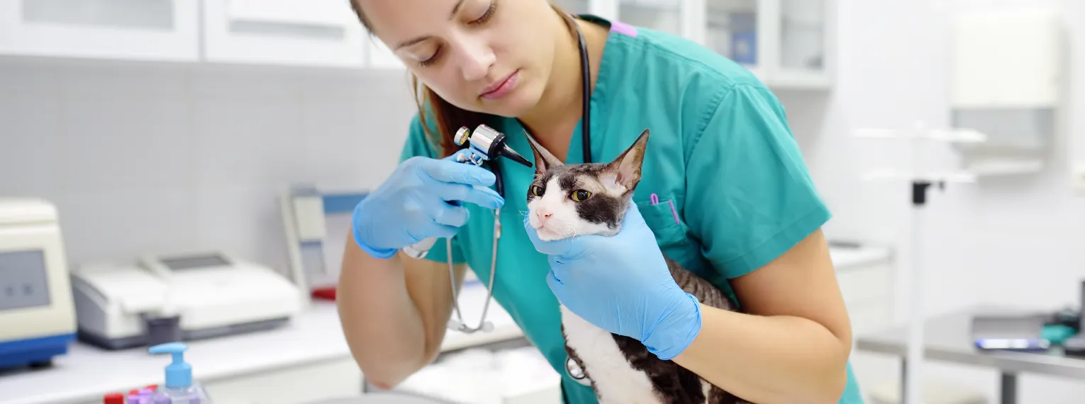 Tierärztin untersucht eine Katze am Ohr