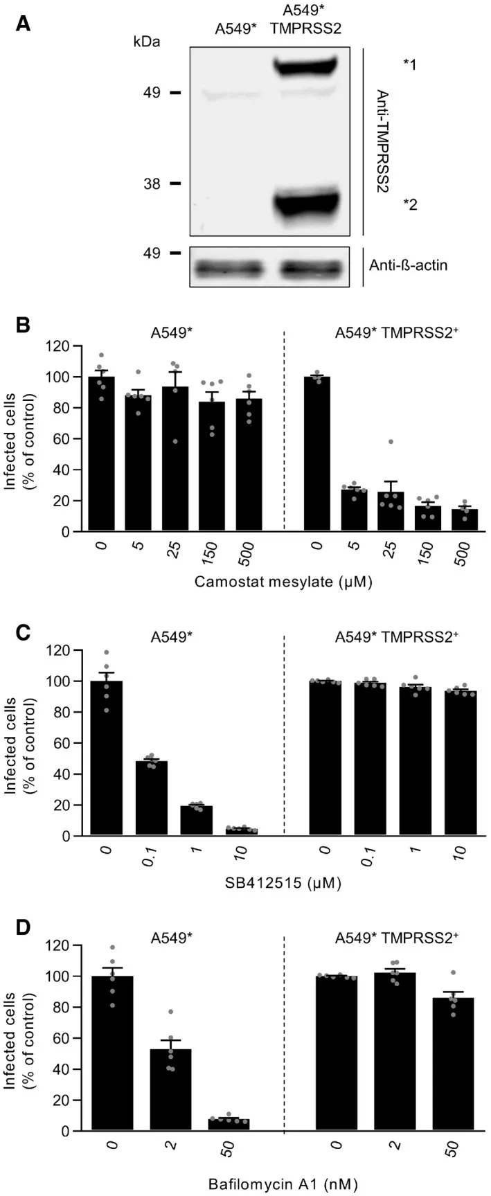 TMPRSS2-Überexpression schaltet Eintritt auf plasmamembranbasiert um