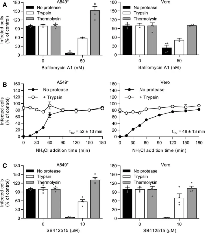 Unabhängigkeit von Endosomen nach TMPRSS2-Aktivierung