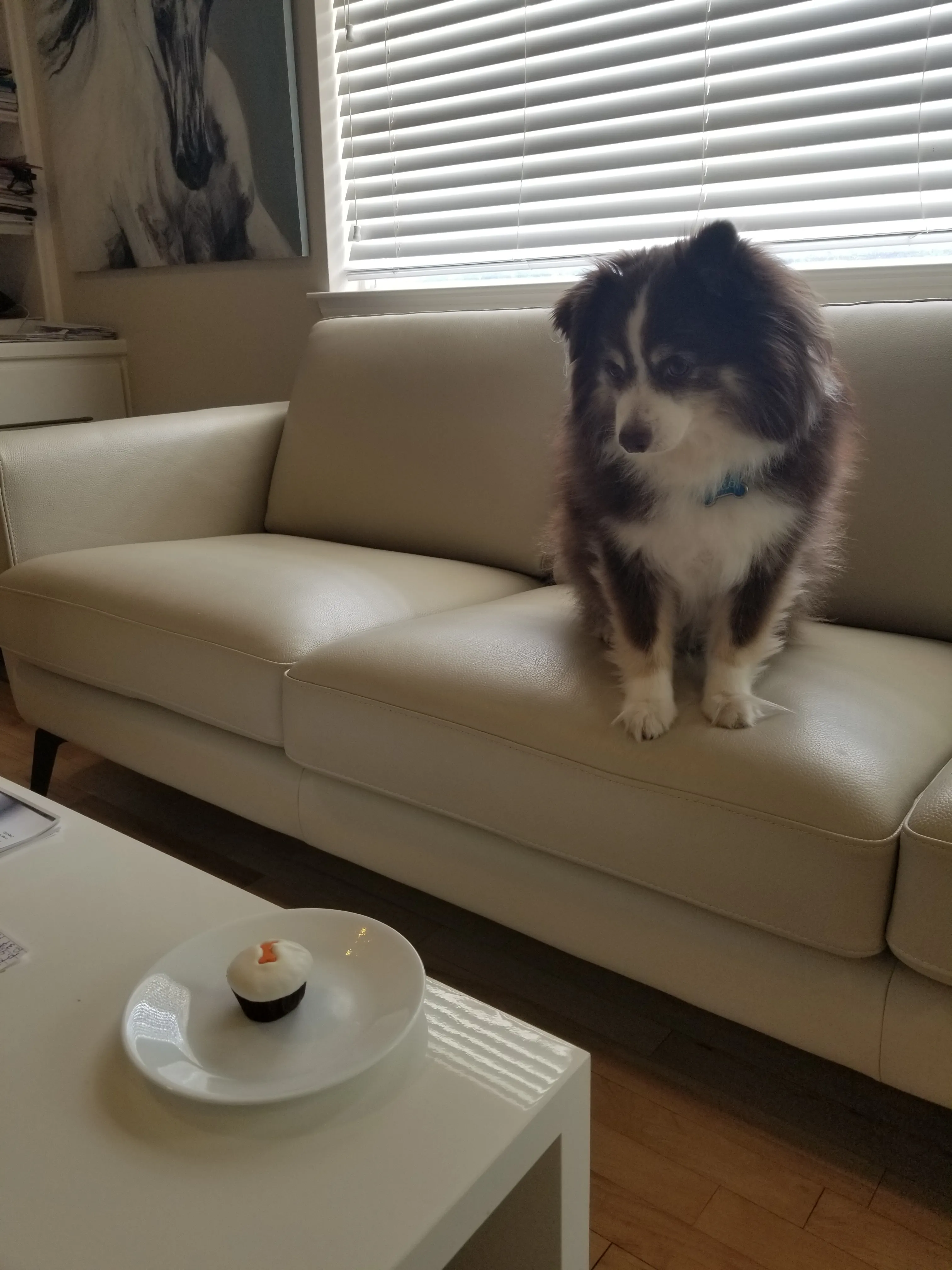 Unser Mini Australian Shepherd sitzt auf einem Ledersofa und schaut einen Pupcake an, der auf einem Tisch liegt.