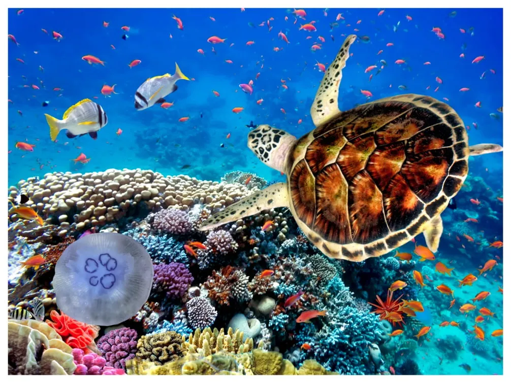 Unterwasserwelt in Marsa Alam, Ägypten