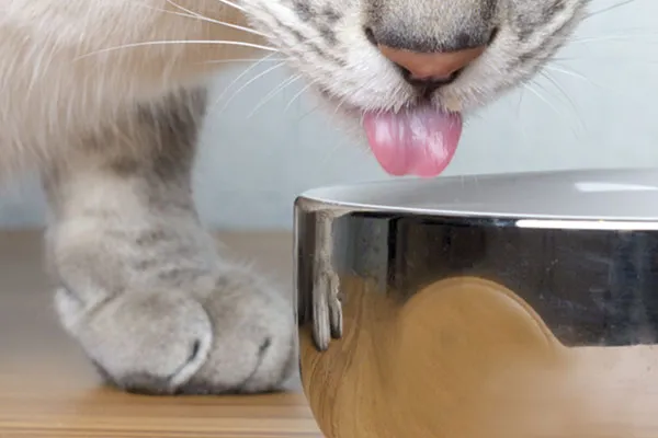 Veganes Nassfutter für Katzen in Dosen und Pouches