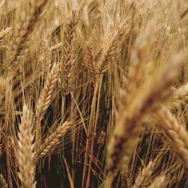 Verschiedene Getreidesorten und Samen wie Weizen, Gerste und Leinsamen in kleinen Schalen auf einem Holztisch