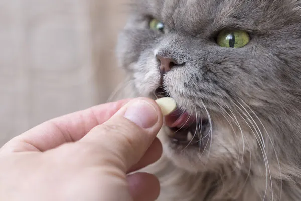 Verschiedene vegane Futterzusätze für Katzen