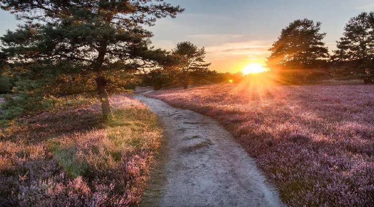 Violett blühende Lüneburger Heide mit malerischen Wanderwegen in Niedersachsen