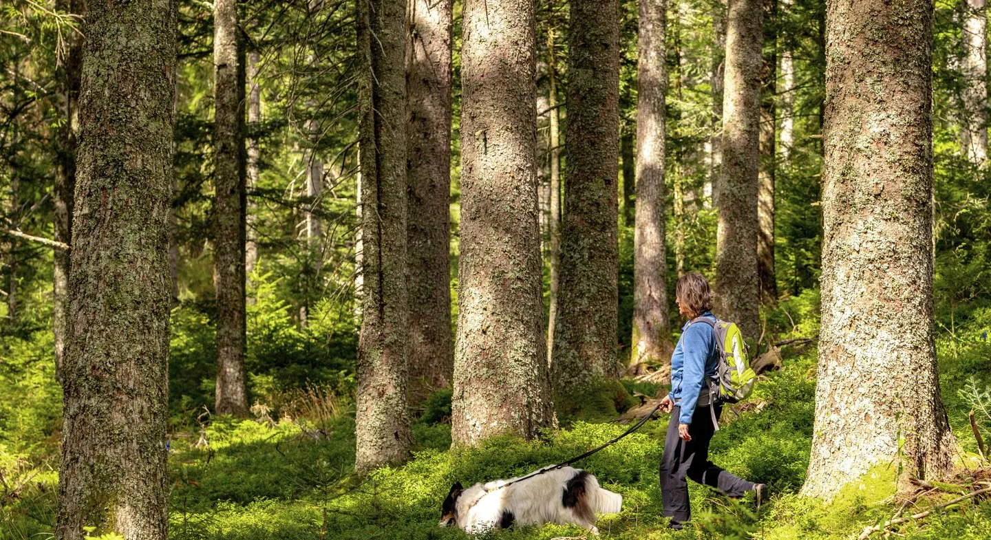 Wanderin und Hund genießen einen Spaziergang auf einem Waldweg im Schwarzwald