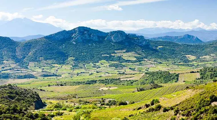 Weinberge Languedoc-Roussillon