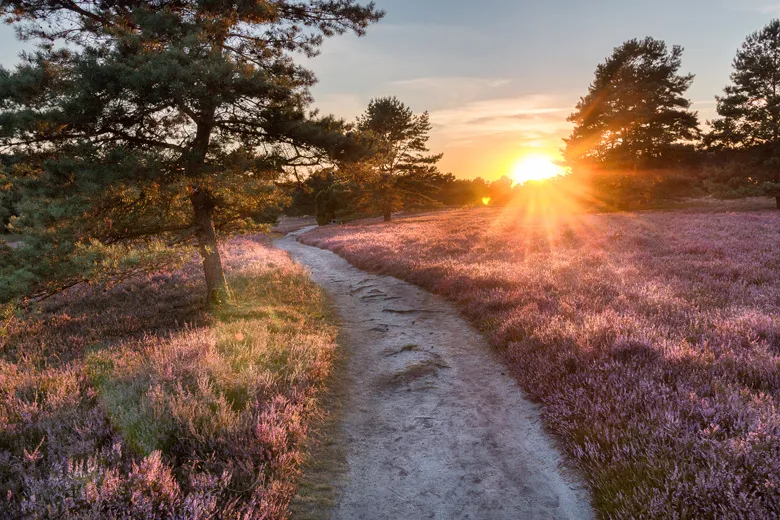 Weite violette Heidelandschaft der Lüneburger Heide bei Sonnenuntergang, mit einem kleinen Pfad und Bäumen