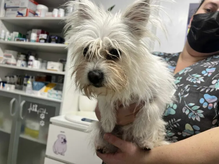 Wuschelmädchen Nori