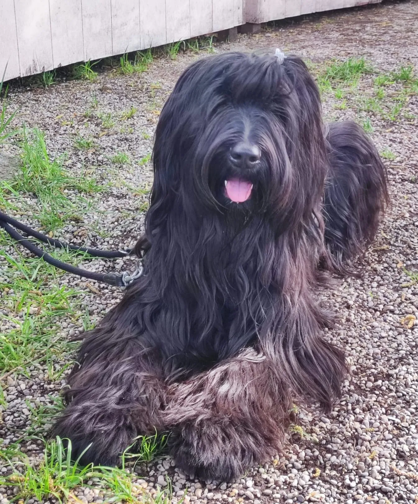 Ylvie beim Krümeljägen