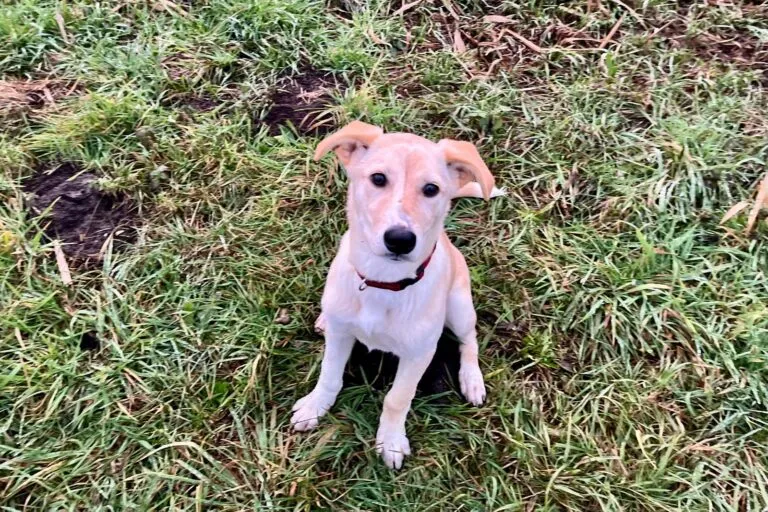 Zuckerschnute Nicki in Pflegestelle