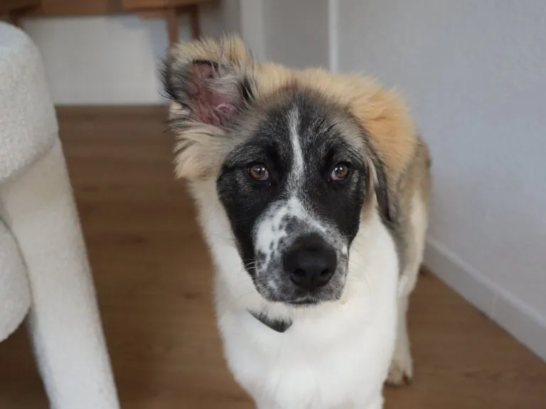 Zumi im Pandakostüm