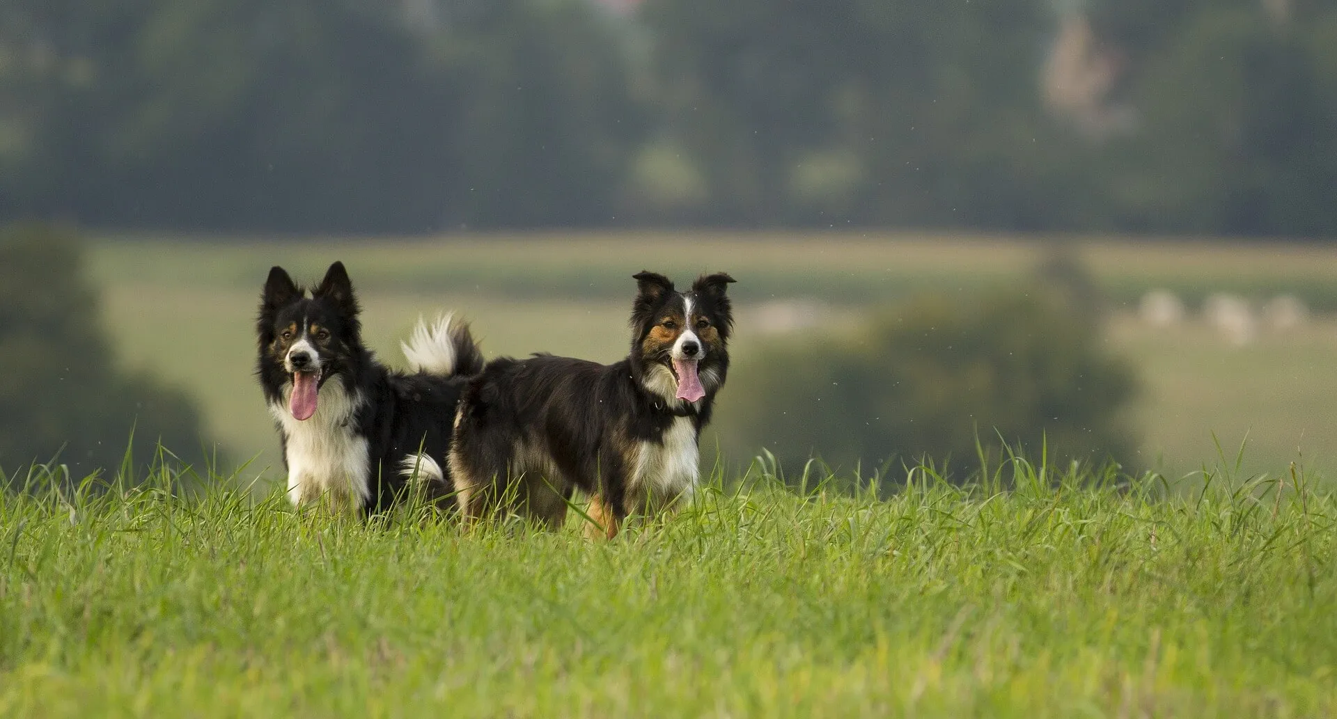 Zwei Border Collies laufen aufmerksam und konzentriert durch eine Wiese, bereit zur Arbeit an der Herde.