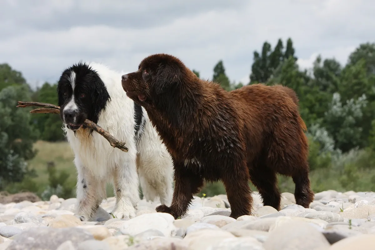 Zwei große Landseer und Neufundländer Hunde genießen es, im Wasser zu spielen.