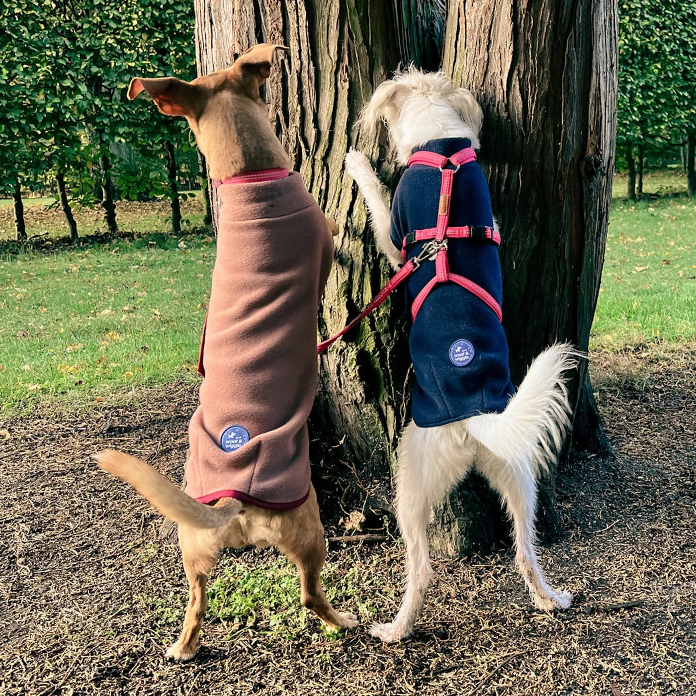 Zwei Hunde, Twiggy und Ella, tragen farbenfrohe Polartec Fleece Wraps