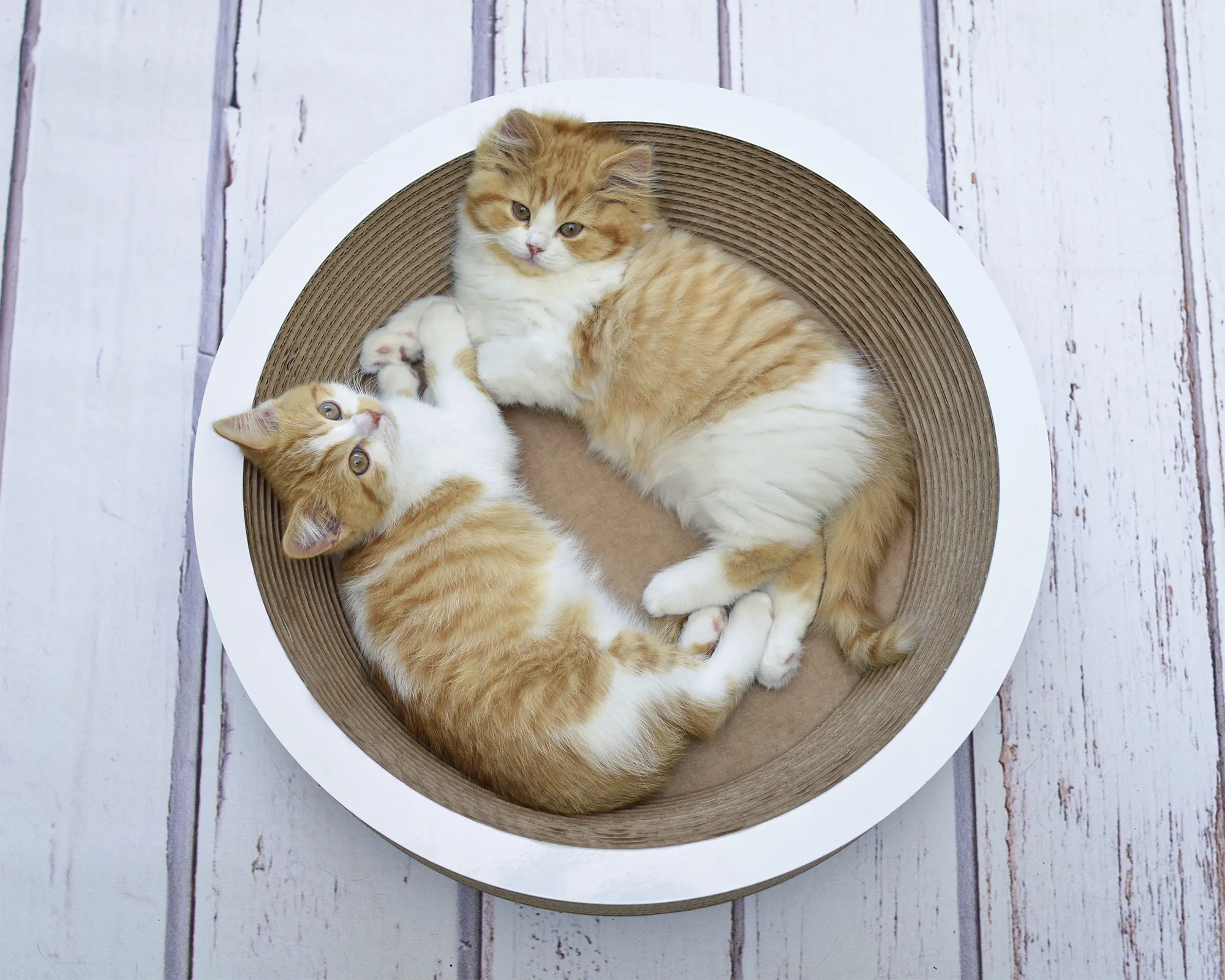 Zwei kleine Katzen liegen gemütlich in der runden Katzenschale LA COUPE Ø40 cm aus nachhaltiger Wellpappe.