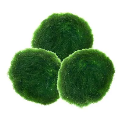 Zwei kleine Marimo Mooskugeln (Aegagropila linnaei) in einem Glasgefäß