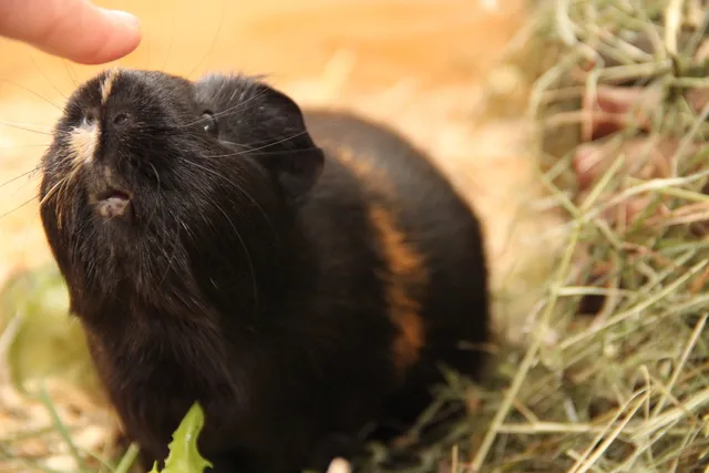Zwei Meerschweinchen ruhen in einem Gehege, die Krankheitskosten sind schwer kalkulierbar und erfordern Rücklagen.