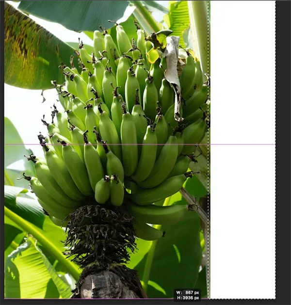 Auswahl für Generative Fill