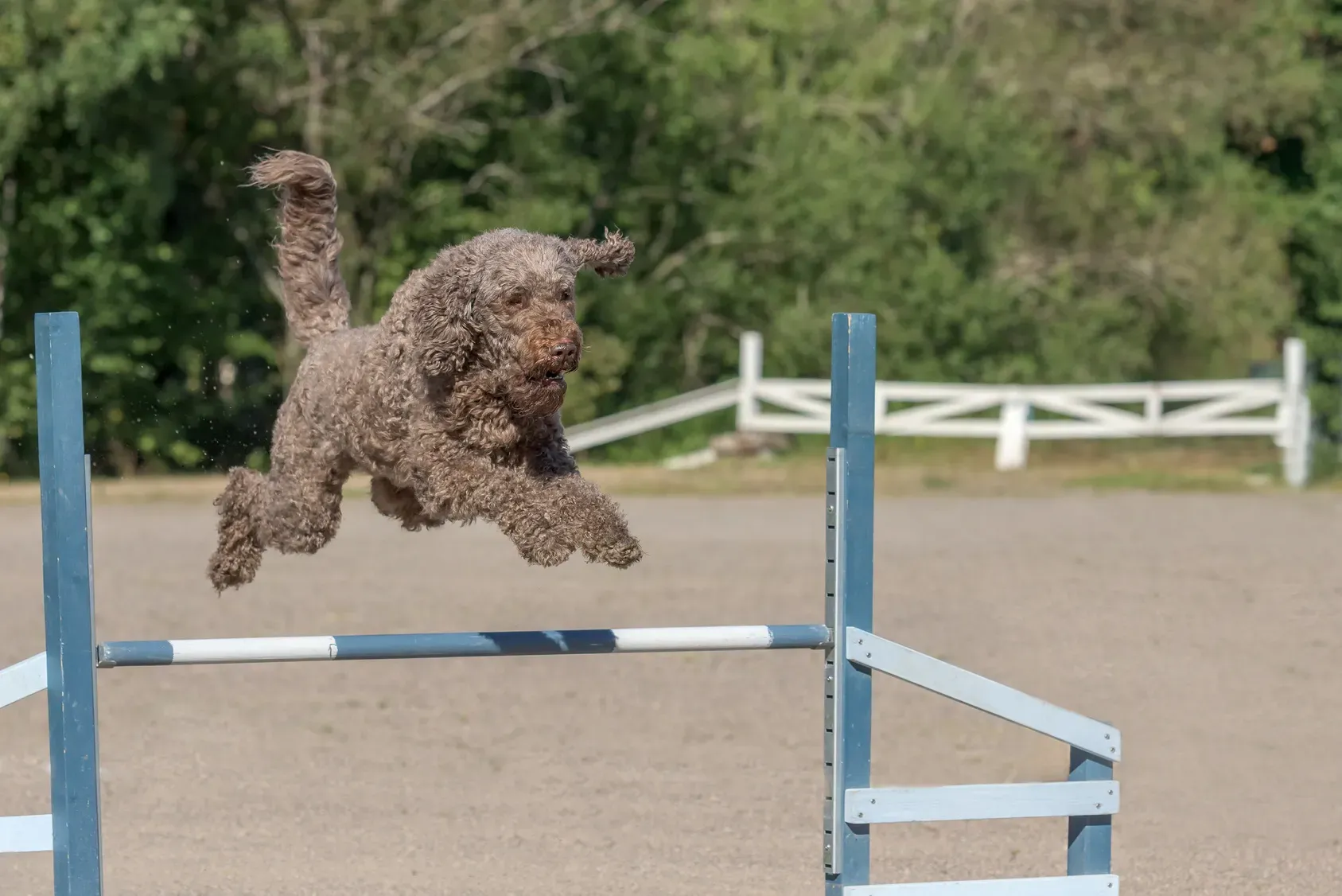 Barbet macht Agility
