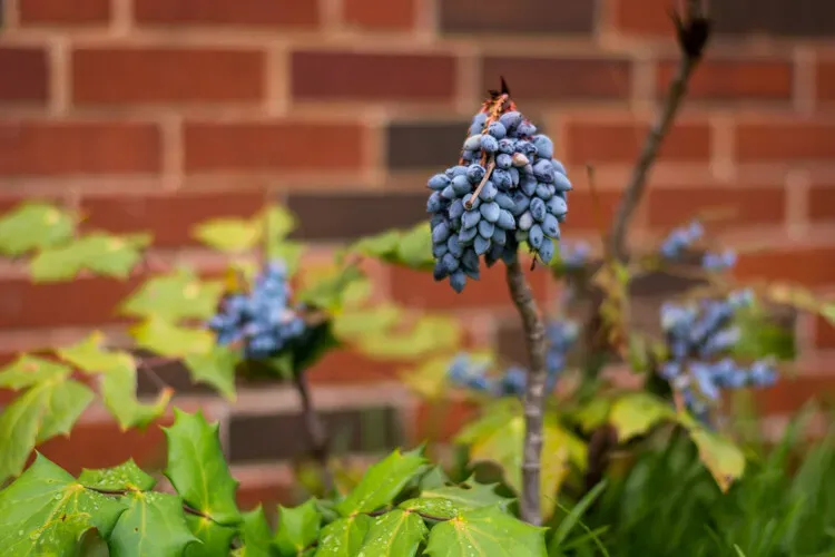 Beginners-Guide-Lightroom-Blue-Buds