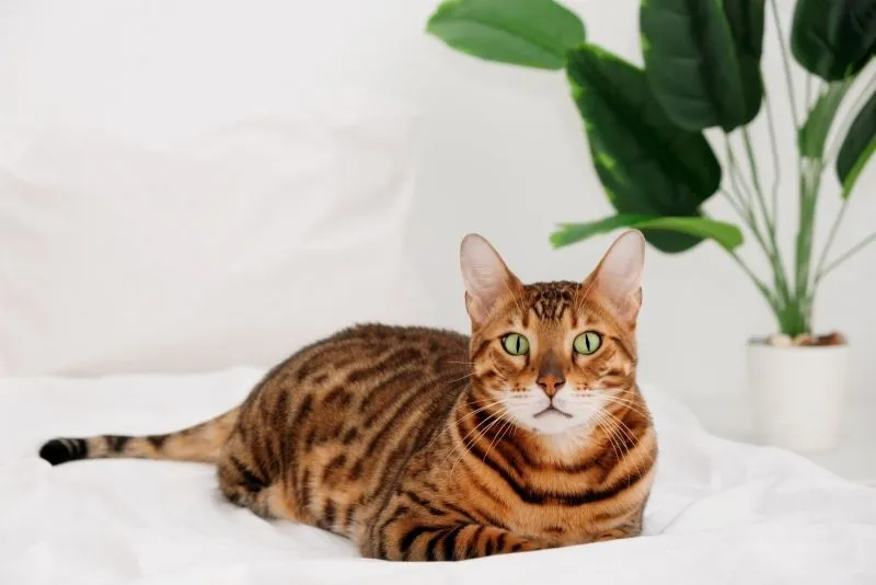 Bengal-Katze mit typischem Rosettenmuster