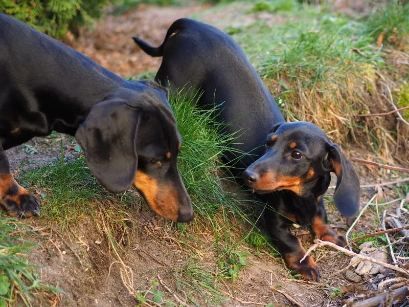 Botzensteiners Matilda im August 2019, M-Wurf von Frollein