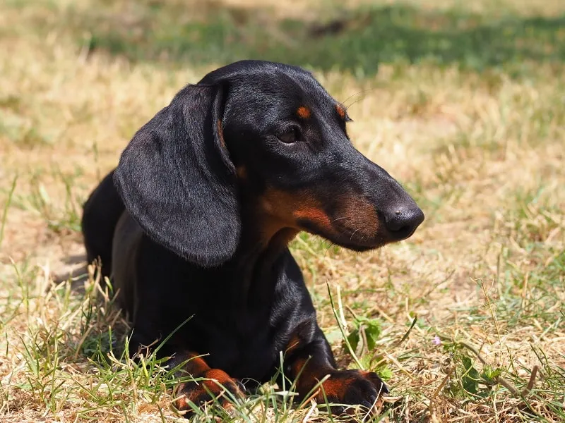 Botzensteiners Matilda | Zwerg-Dachshund (kurzhaar)