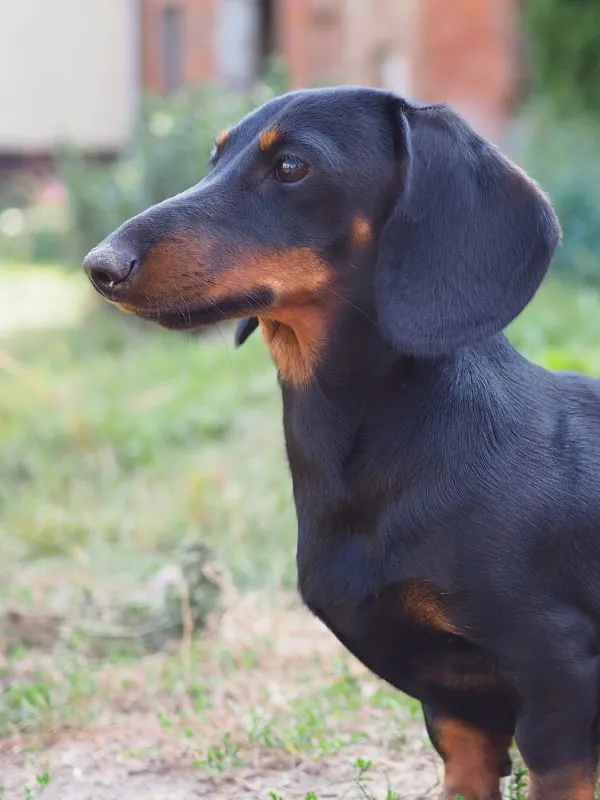Botzensteiners Matilda (Zwerg-Dachshund, kurzhaarig)