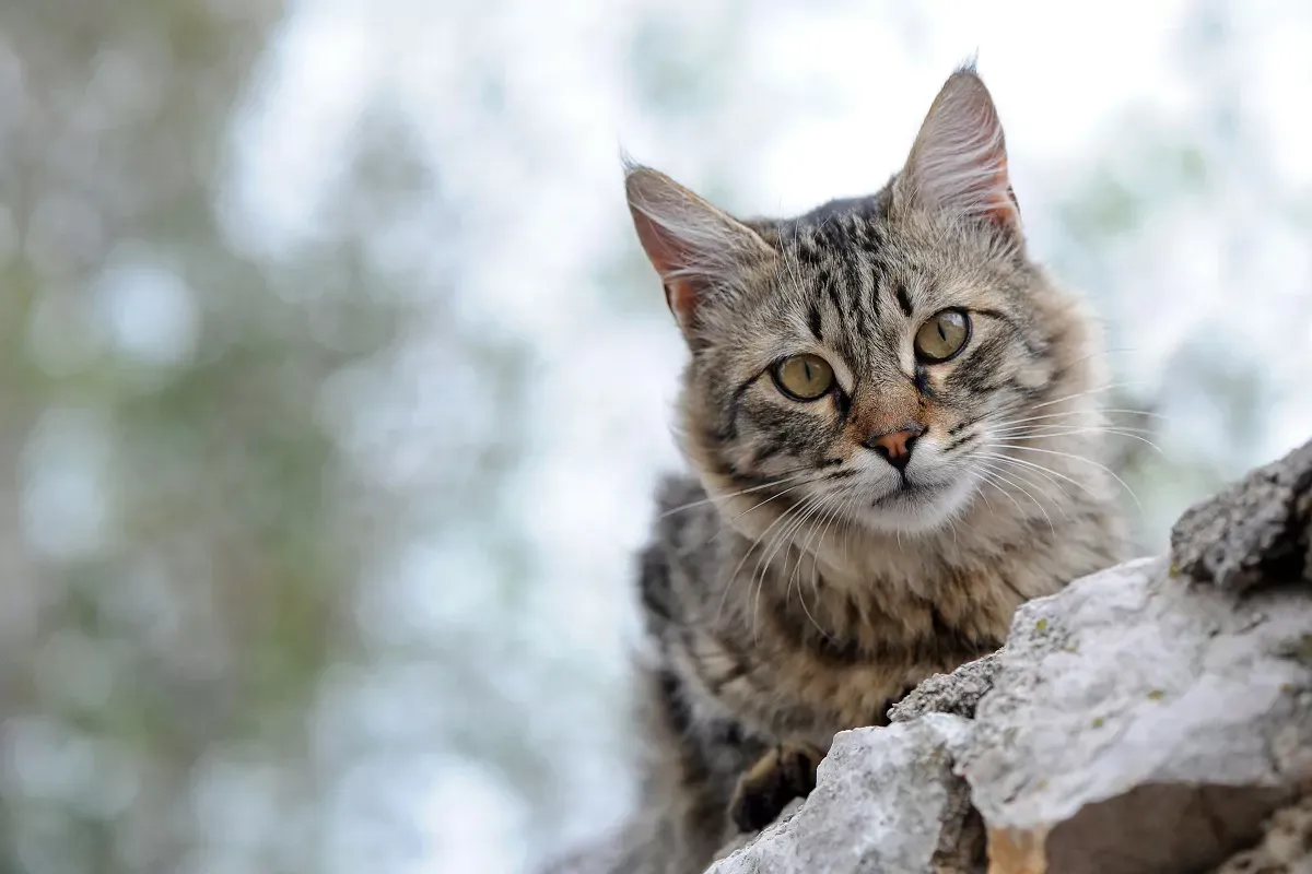 Das typische „M“ auf der Stirn einer getigerten Katze.