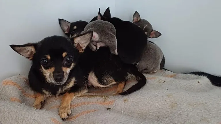 Eine Chihuahua-Dame und fünf Welpen auf einer Decke. Die Tiere wurden in Oberndorf in einem Pappkarton gefunden.