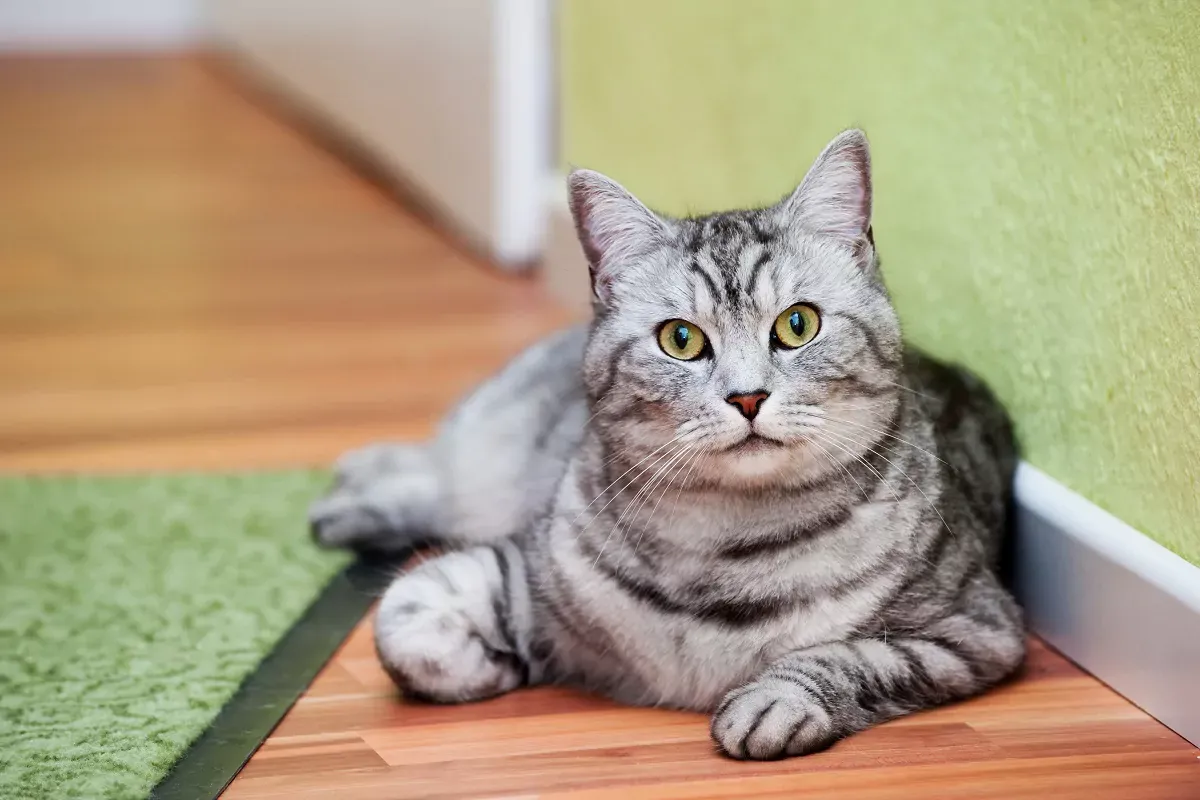 Eine hellgraue Tigerkatze mit deutlichen Streifen.