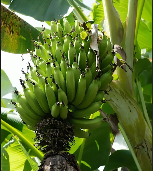 Ergebnis Generative Fill für Bildverbreiterung