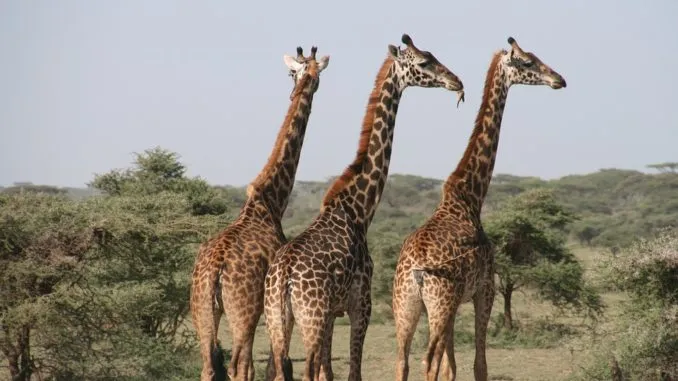 Giraffe frisst Blätter von einem Baum
