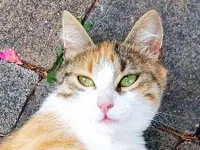 Glückskatze mit Freigang