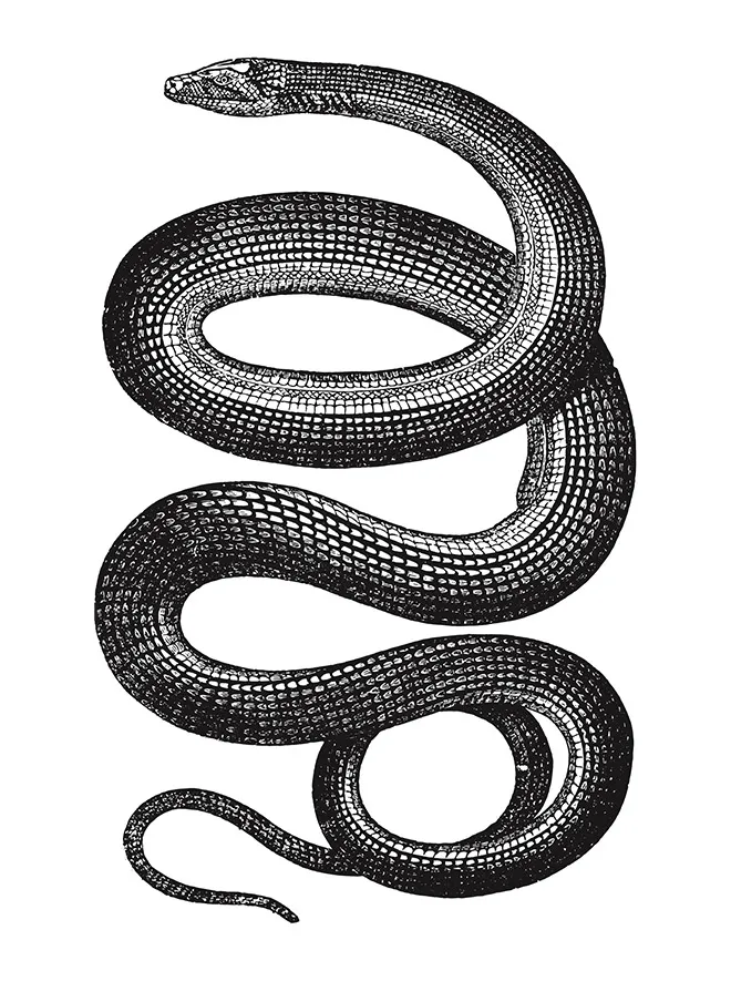 Grundlegendes Layout des T-Shirt-Designs