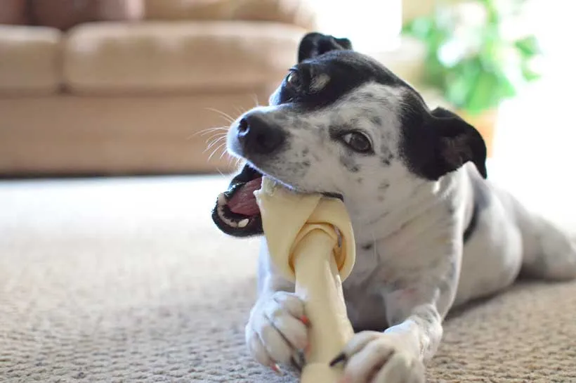 Hund kaut auf einem sehr großen Knochen und hält diesen mit den Vorderpfoten liegend fest
