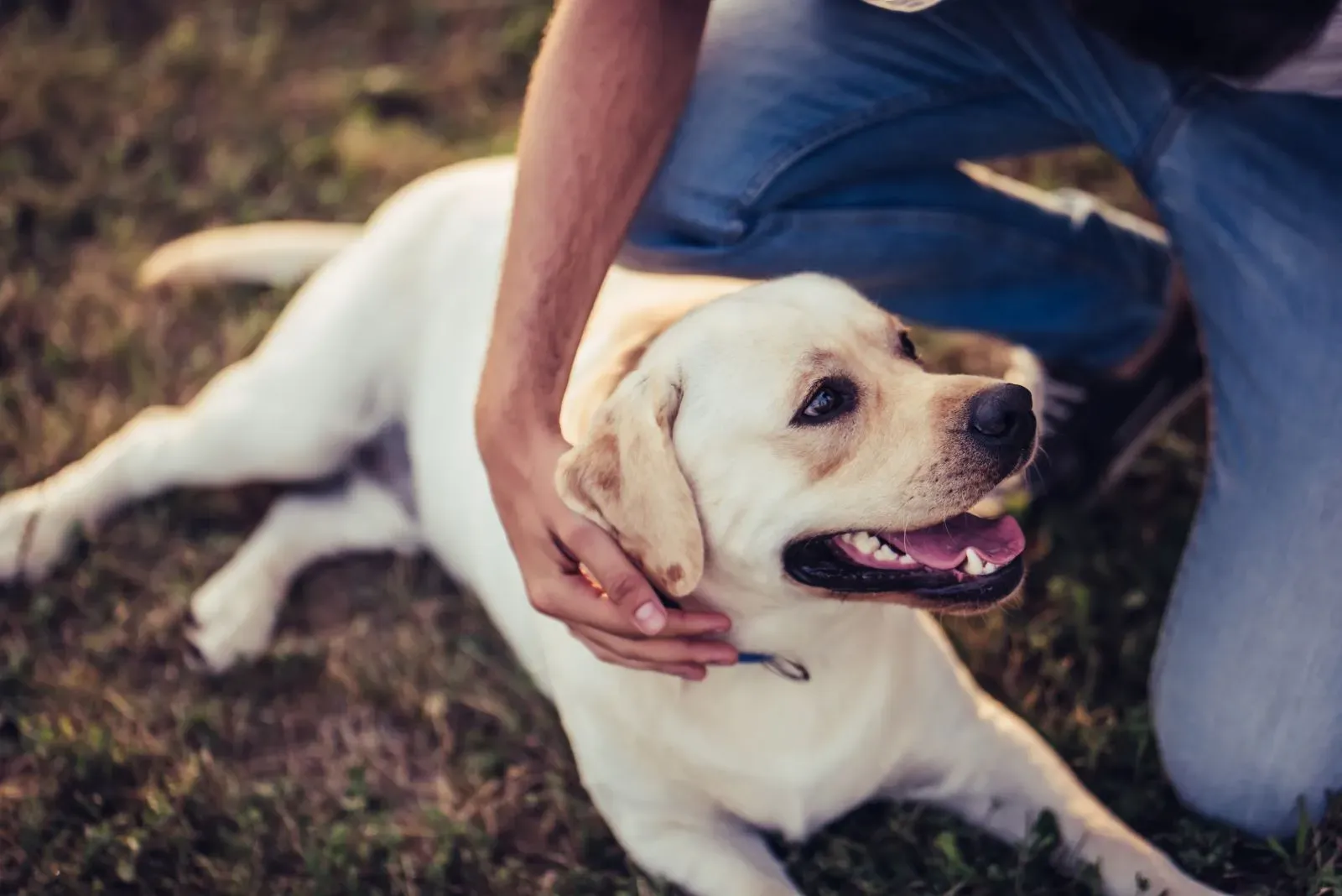 Hund mit Leistungsschwäche