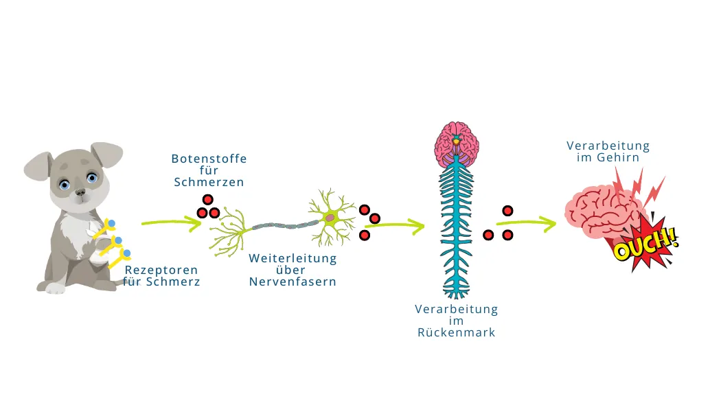 Infografik zur Schmerzwahrnehmung über Nozizeptoren und Neurotransmitter