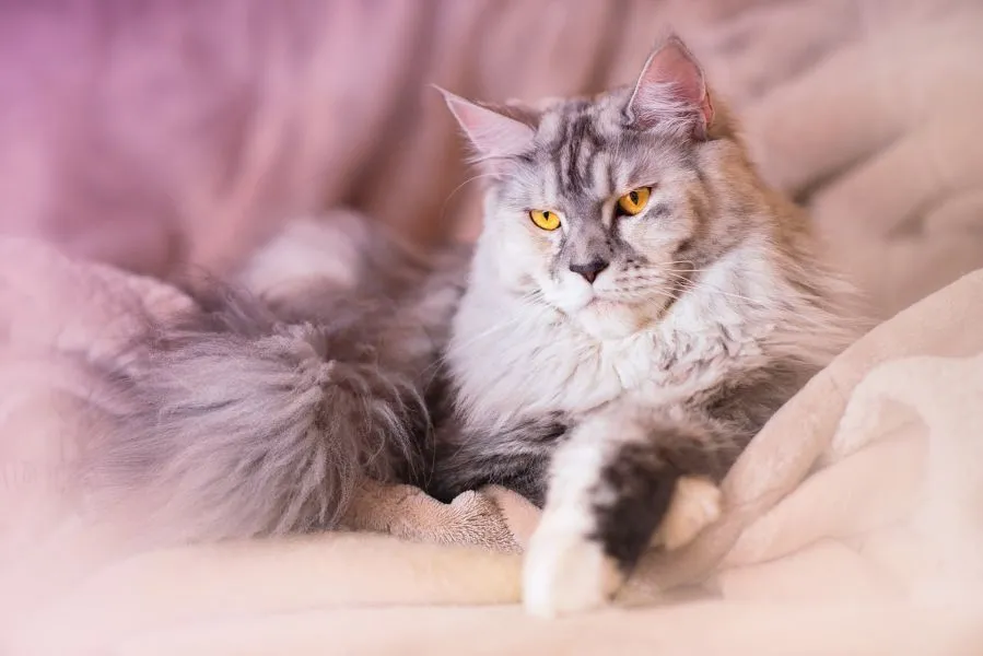 Katzenhund Maine Coon.