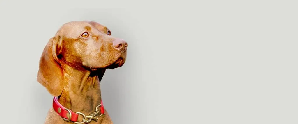 Kreuzbandriss Hund - Behandlungsoptionen