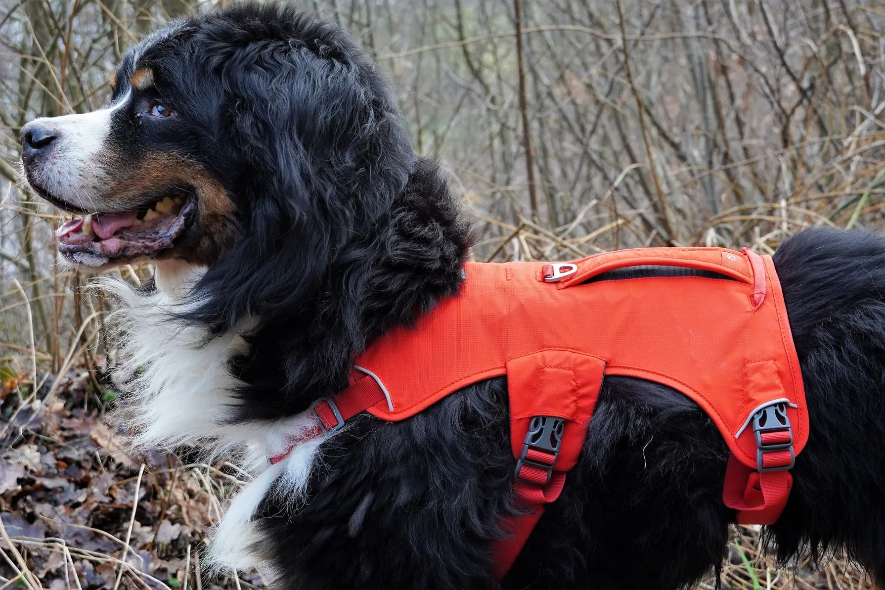 Ruffwear Web Master im Detail